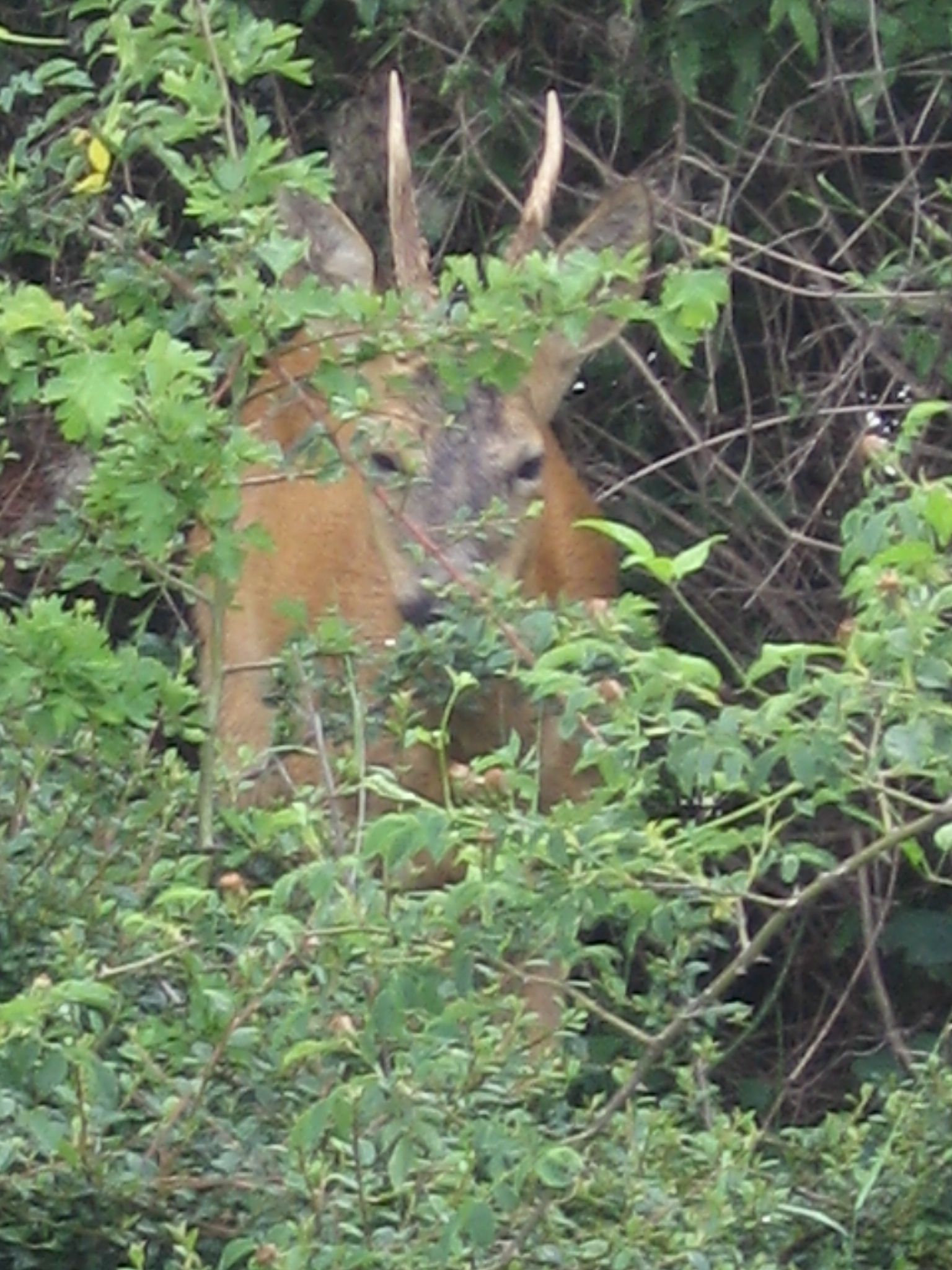 rencontre images nature